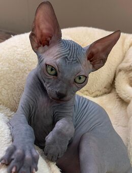 Zuckersüße Don Sphynx Kitten - Hannover