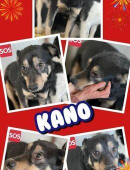 lieber Rüde Kano sucht dringend ein Heim - Nürnberg