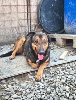Lenya sucht ein Zuhause - Neuhausen (Fildern)
