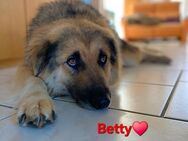 Betty, sehr liebe, soziale Hündin - Seefeld (Bayern)