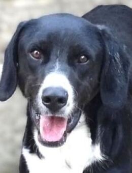 Wer rettet SPARKYs Leben? - Gefrees