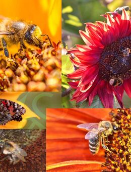 Bunte Sonnenblumen Samen Mischung Sonnenblumensamen Sonnenblumenmischung Samenmischung Blühfarben gelb rot orange verschieden große Blüten Bienenmagnet bunte Mischung Sonnenblume Mix kleine große mehrfarbige einfarbige Vatertag Deutsches Frühling Blume - Pfedelbach