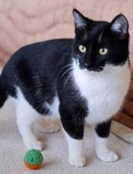 Schwarz-weißer Prinz Andre - Augsburg