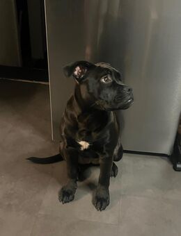 Old Englisch Bulldog weiblich 6M - Quierschied