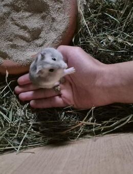 Handzahmer Dschungarischer Zwerghamster abzugeben - München