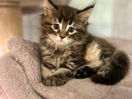 Main Coon Kitten - Jettingen-Scheppach