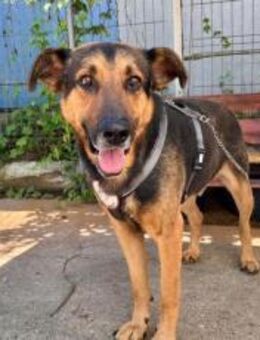 Traumhund Pluto sucht seine Familie - München