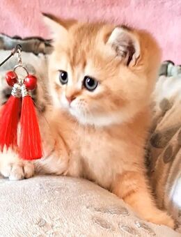 Sehr süße Bkh kitten - Forchheim (Bayern)