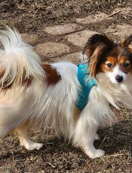 Papillon Junghündin sucht ihre neue Familie - Garching (Alz)