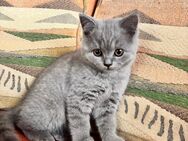 BKH Kitten Mädchen - Schelklingen