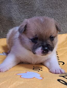 New English Bulldog mix Bärchen - Ballenstedt