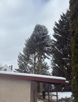 Baumfällung - Panketal