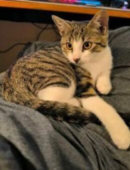 Oni - Kater - Neuhausen (Fildern)