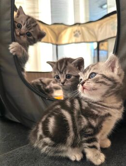 Bkh Tabby Kitten - Nettetal Zentrum