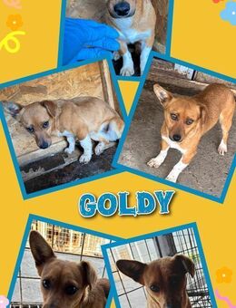 süße Hündin Goldy sucht ein Zuhause - Nürnberg