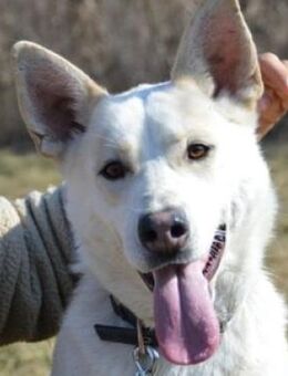 NANOUK, freundlich und verträglich - Gefrees