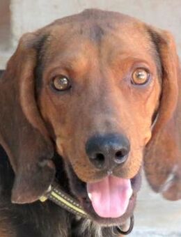 Abbott -ausgesetzt, aktiv- - Oldenburg