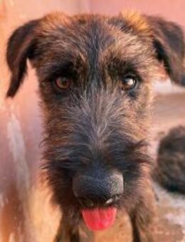 BONBON - ein Traum auf 4 Pfoten! - Sulzbach-Laufen