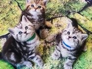Bkh Kitten, Kätzchen mit Stammbaum - Büren