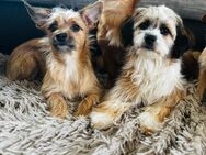 Loki und Luke suchen zusammen ein zu Hause - Cochem