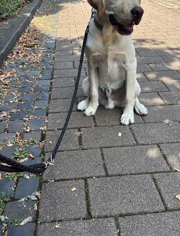 Suche ein neues Zuhause…. Labbi Arbeitslinie - Aschaffenburg