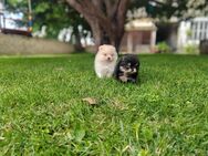 Pomeranian Boo Welpen - Sindelfingen