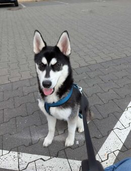 Husky | Sky abzugeben - Darmstadt Eberstadt
