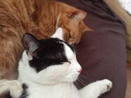 Katzen brüder 1 Jahr alt - Kropp