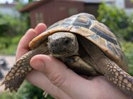 männliche Griechische Landschildkröte (Testudo hermanni boettgeri, thb) aus 2014 abzugeben - Königsbrunn