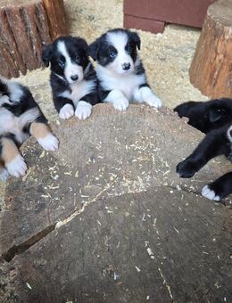 Border Collie Welpen - Fraureuth
