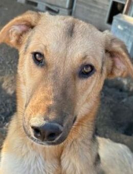 Ernesto, geb. ca. 01/2024, Griechenland - Markdorf