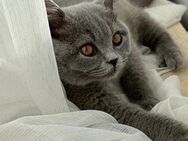 BKH Katze 4Monate alt - Plochingen Zentrum
