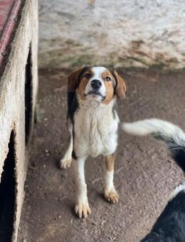 Zauberhafter FELIX sucht Zuhause - Neuberg