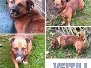 VEITILI -klein & verschmust- - Duisburg