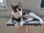 Katze sucht dringend neues zuhause - Ueckermünde Zentrum