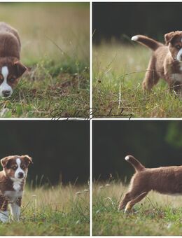 Süße Mini Aussies suchen liebevolles Zuhause - Burgen (Landkreis Mayen-Koblenz)