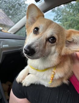Liebevolle Corgi Dame sucht ihr Für immer Zuhause 🐾 - Waldmünchen
