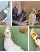 Nymphensittiche in verschiedenen Farben schecke weißkopf natur in 01844