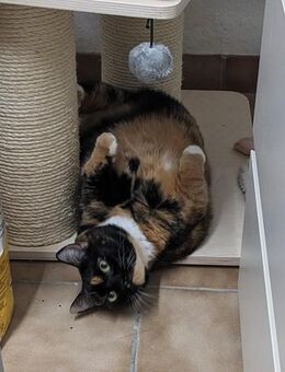 Casseema - eine scheue Schönheit - Geldern