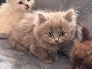 Katzen katzen - Bonn Poppelsdorf