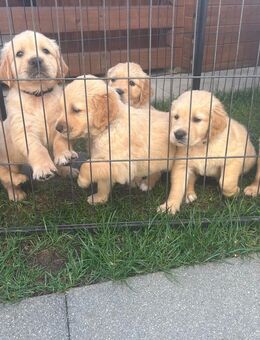 Golden Retriever Welpen - Klettgau