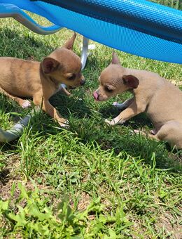 Reinrassige Chihuahua Welpen - Rattiszell