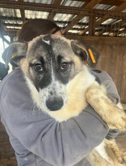 ISHTAR ~ möchte losleben dürfen💖 - Duisburg