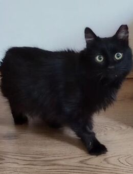 🖤Sanfter Kater Blacky🖤 - Eislingen (Fils)
