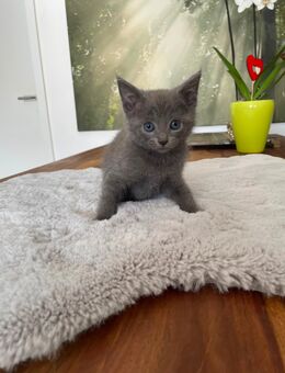 Wunderschöne reinrassige Russisch Blau Kitten zu verkaufen - Menden (Sauerland)