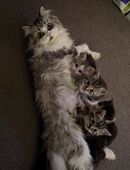 BHK MIX kitten in 39619