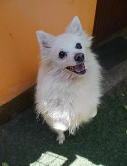 Toffee-SR: Süßer Opi sucht warmes Heim - Neustadt (Rübenberge)