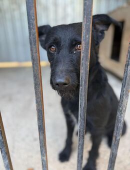 Tosco sucht ein zu Hause - Fließem