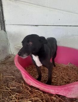 BENNY ein toller lieber Kerl sucht Famil - Olfen