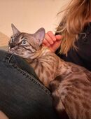 2 Bengalkatzen in 14165